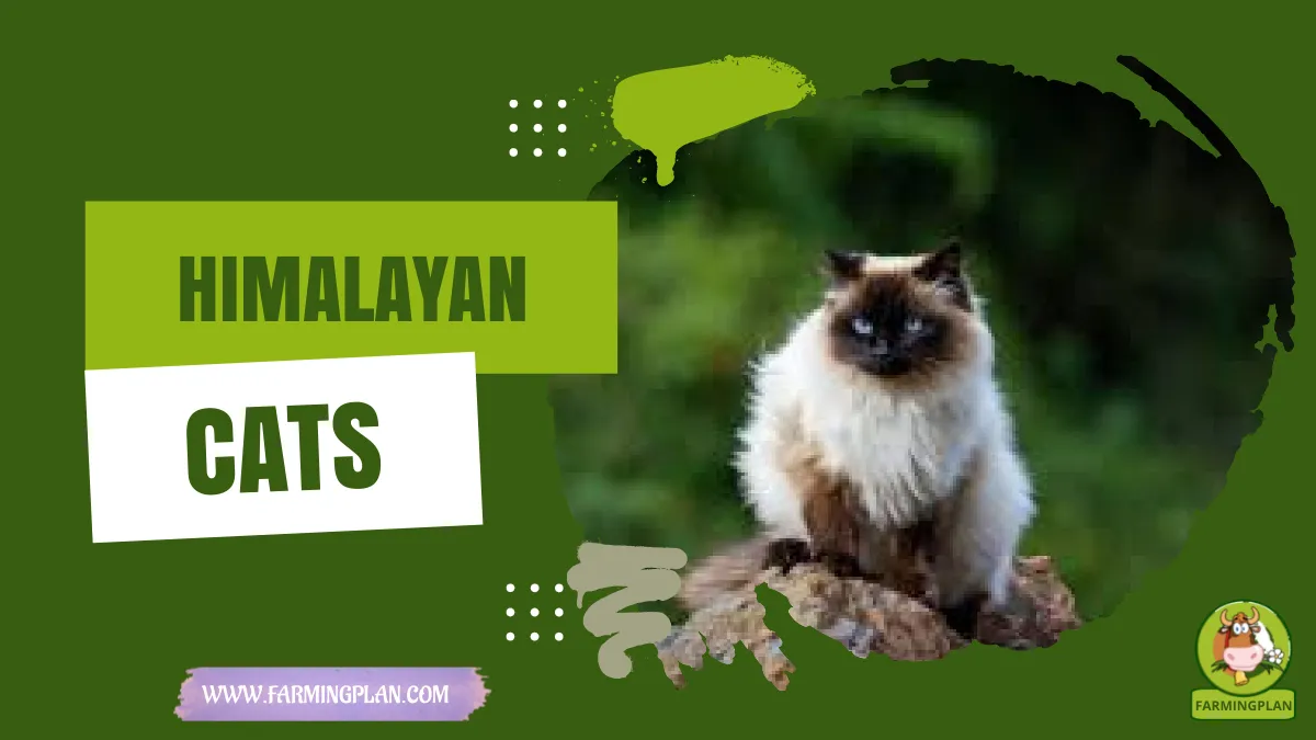 himalayan cats