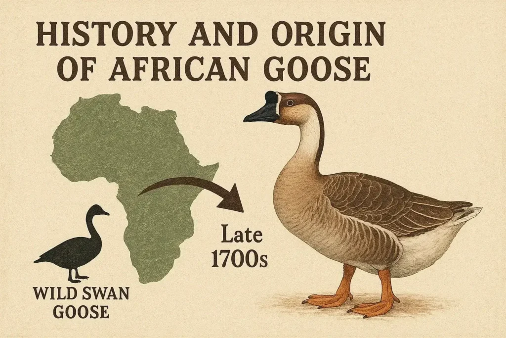 History & Origin of African Goose