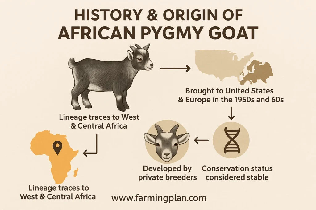history & origin of african pygmy goat