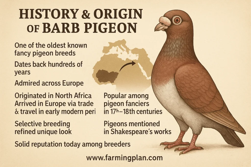 history & origin of barb pigeon