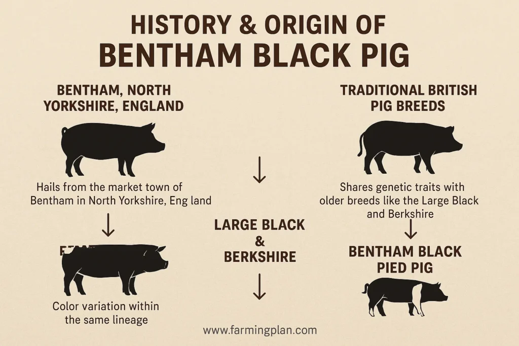 history & origin of bentham black pig 