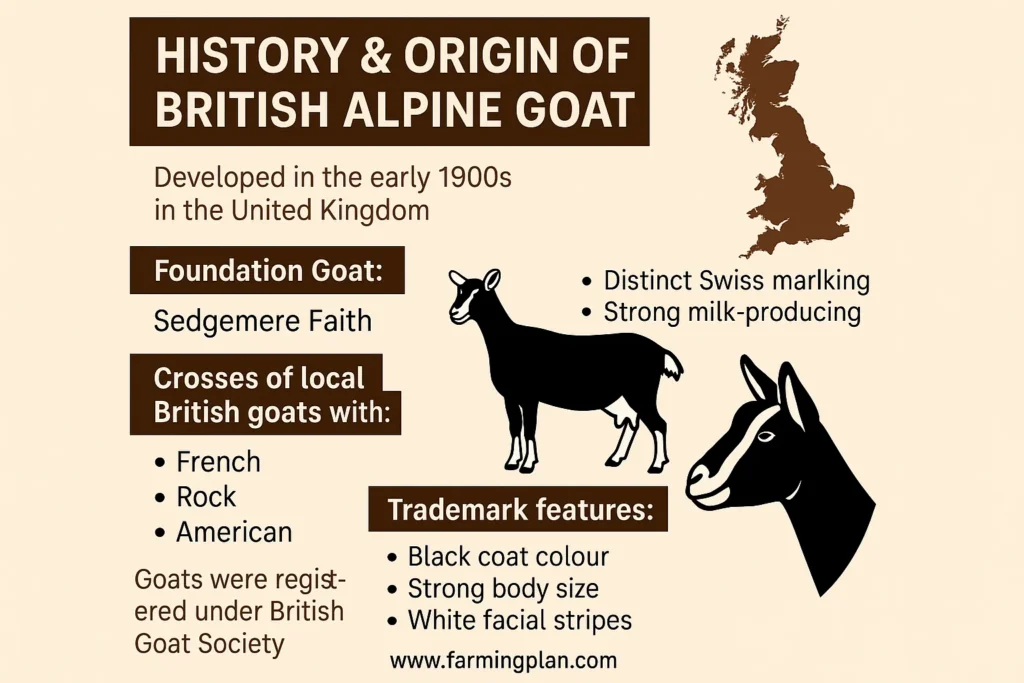 history & origin of british alpine goat