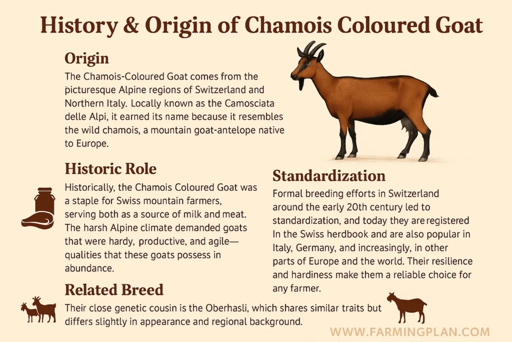 history & origin of chamois coloured goat