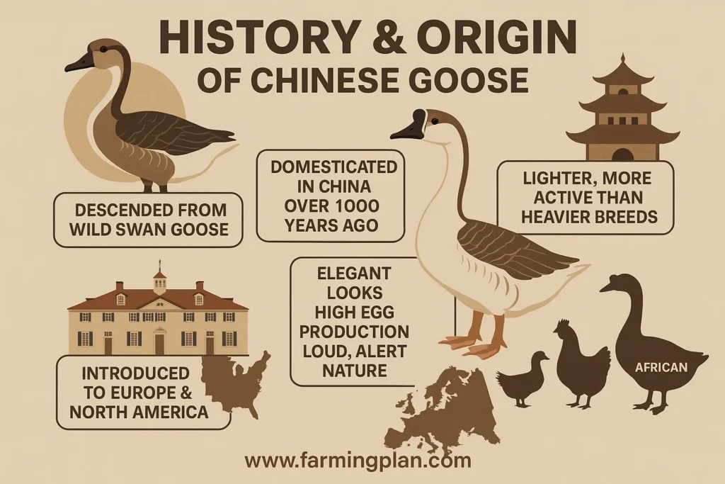 history & origin of chinese goose