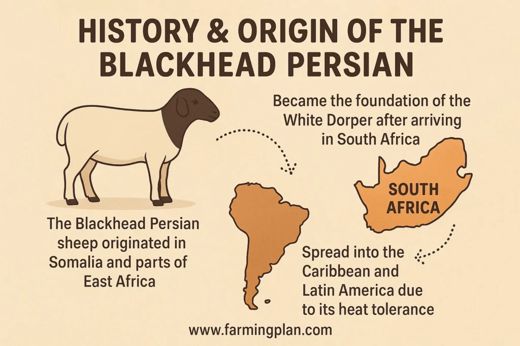 history & origin of the blackhead persian