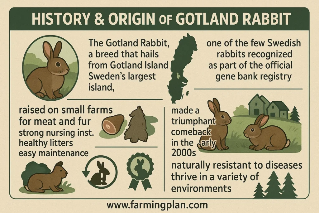 history & origin of the gotland rabbit