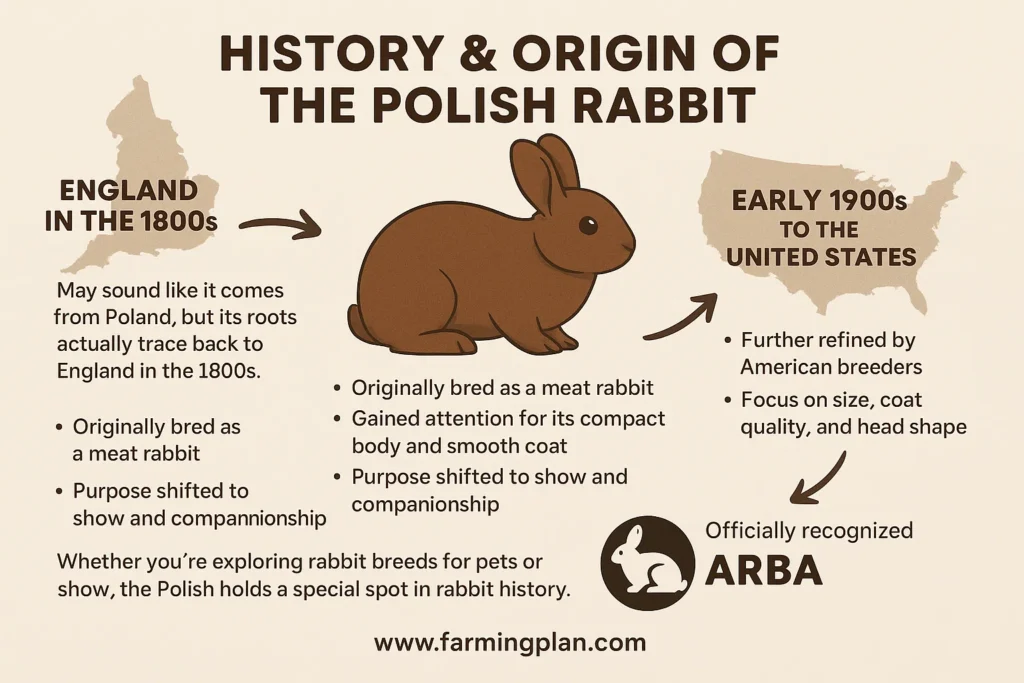 history & origin of the polish rabbit