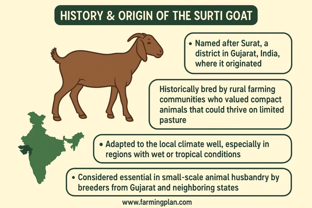 history & origin of the surti goat 