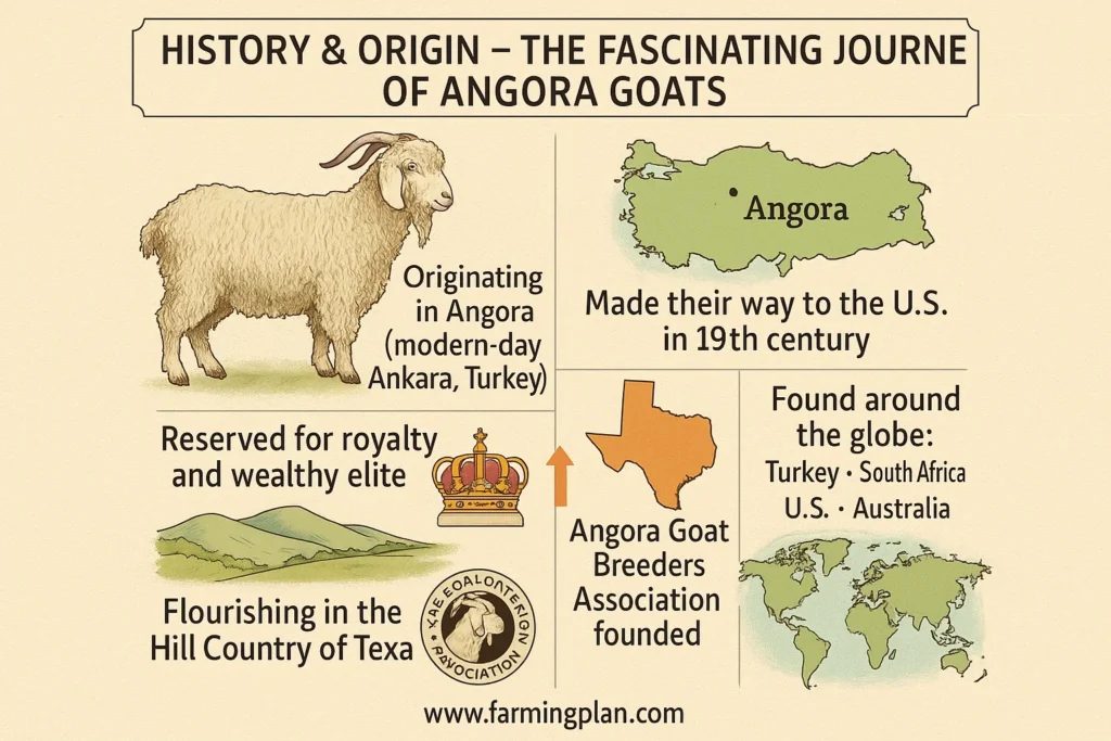 history & origin – the fascinating journey of angora goats