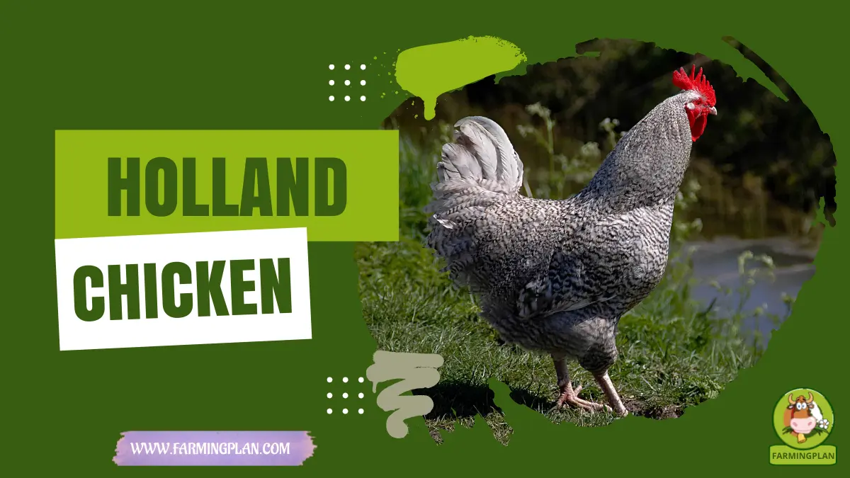 holland chicken