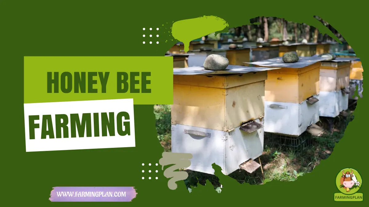 honey bee farming