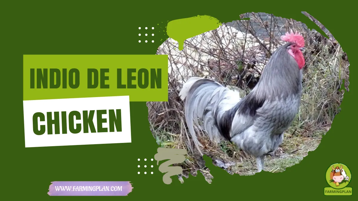 indio de leon chicken