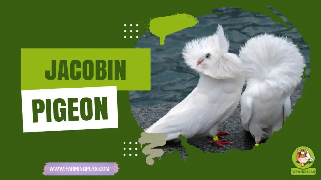 jacobin pigeon