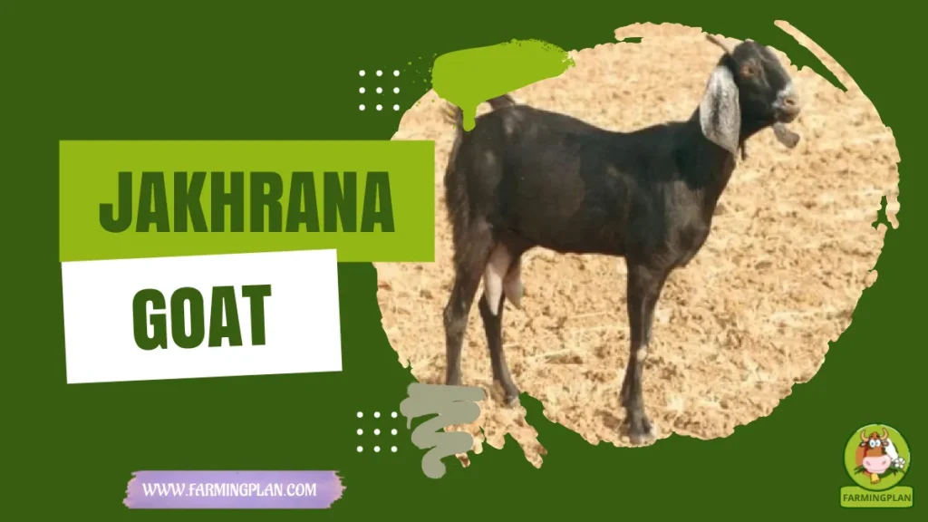 jakhrana goat