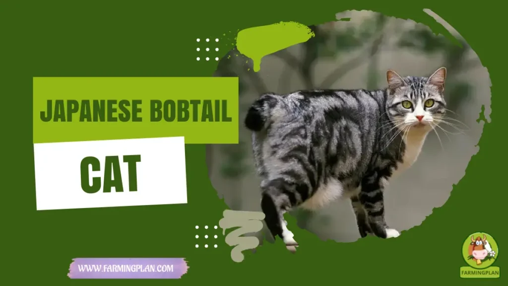 japanese bobtail cat