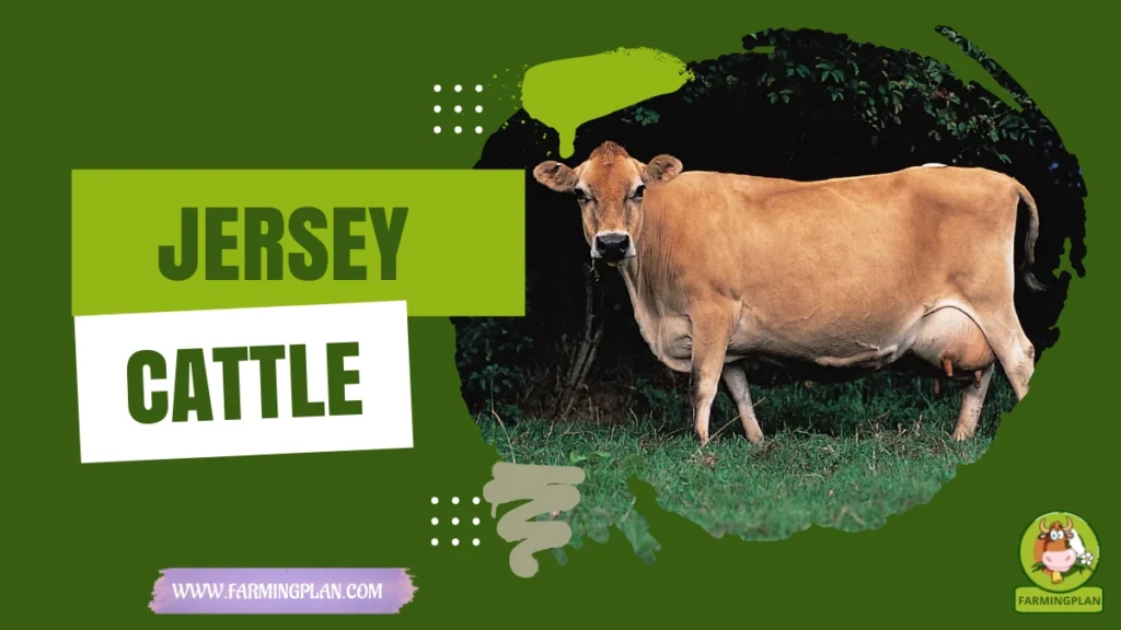 jersey cattle