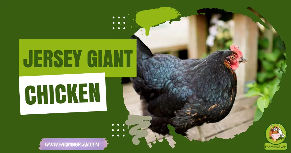 jersey giant chicken
