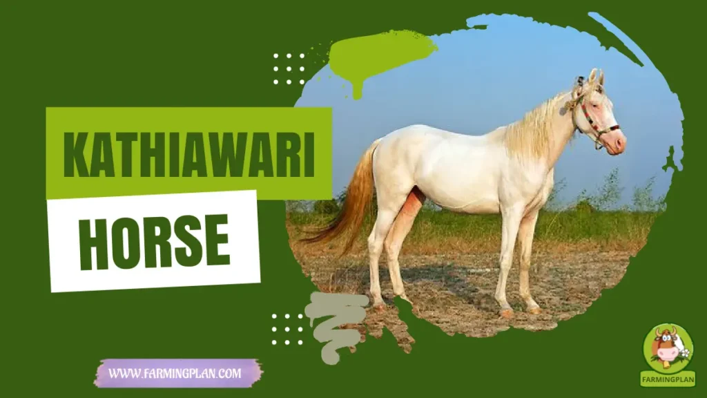 Kathiawari Horse