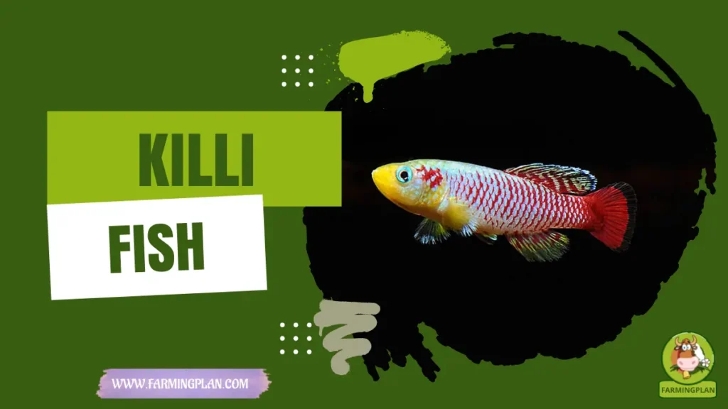 killifish