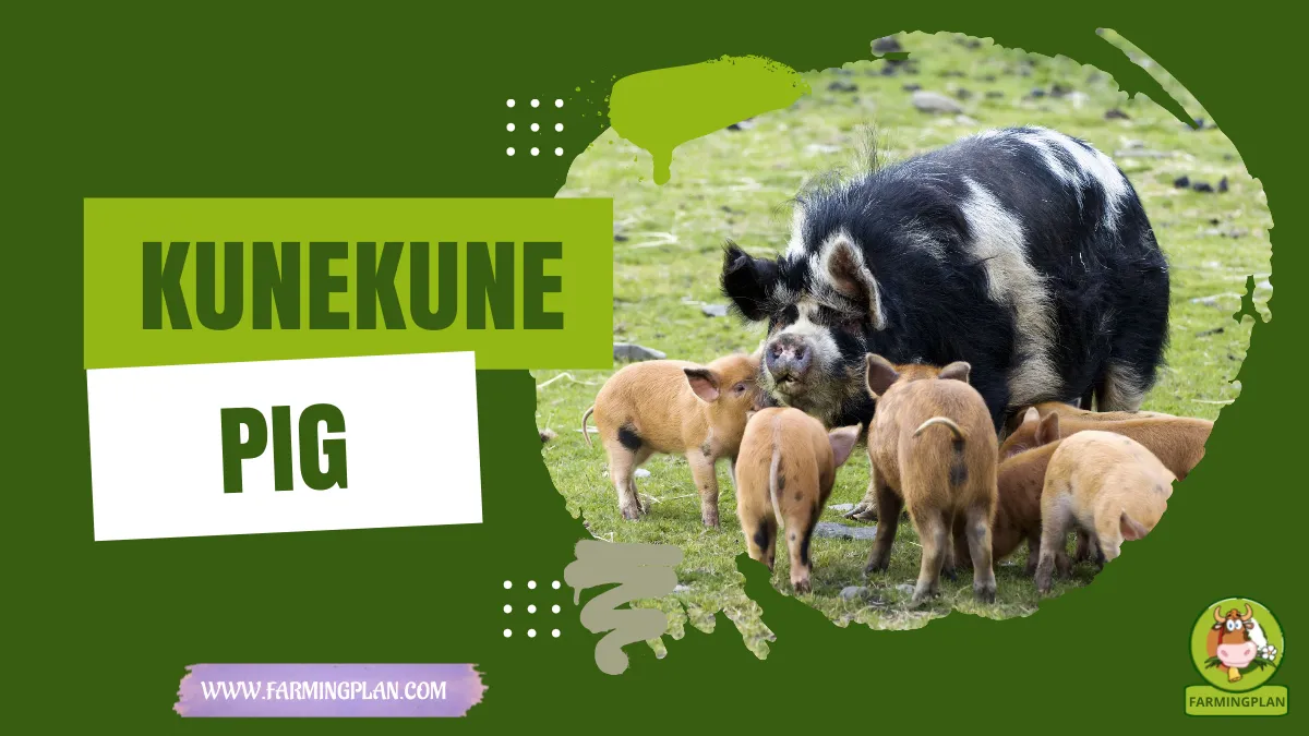 kunekune pig