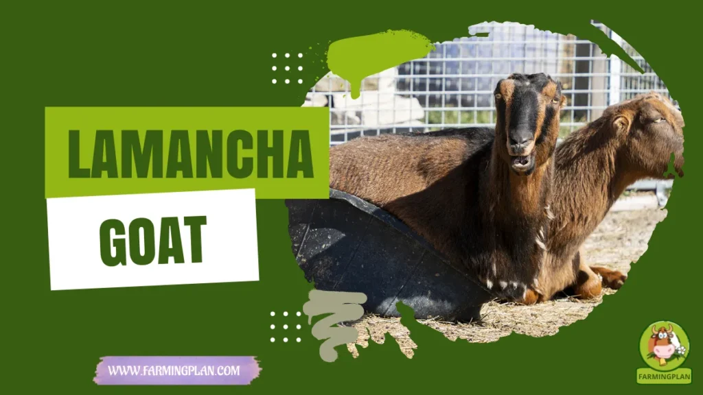 lamancha goat