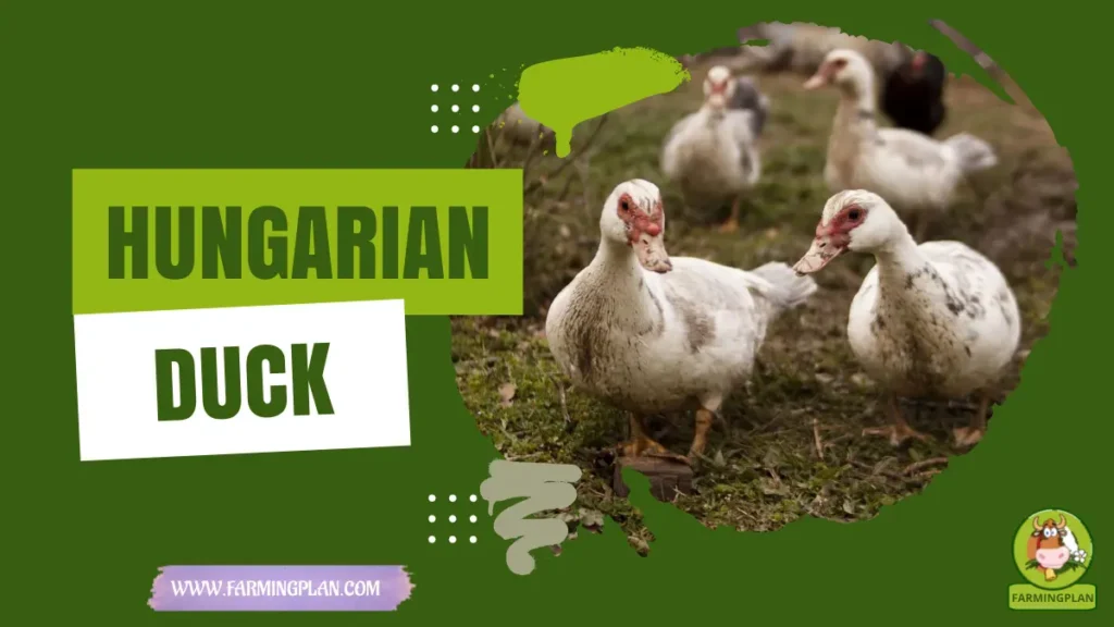 Laplaigne Duck