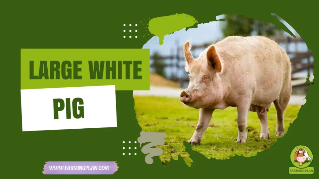 large white pig