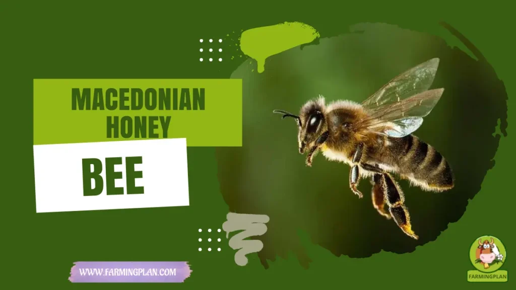 Macedonian Honey Bee