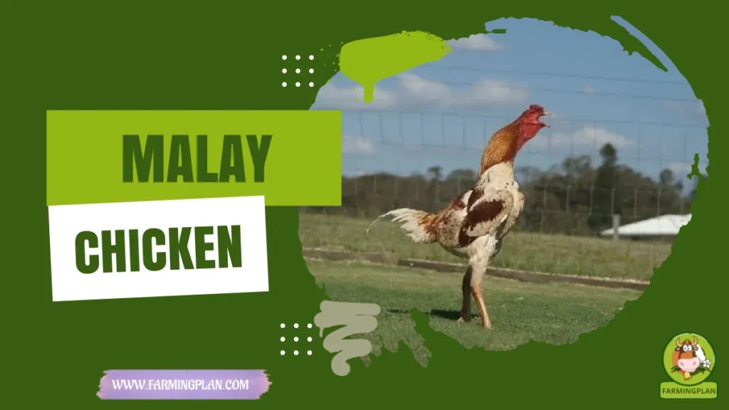 Malay Chicken