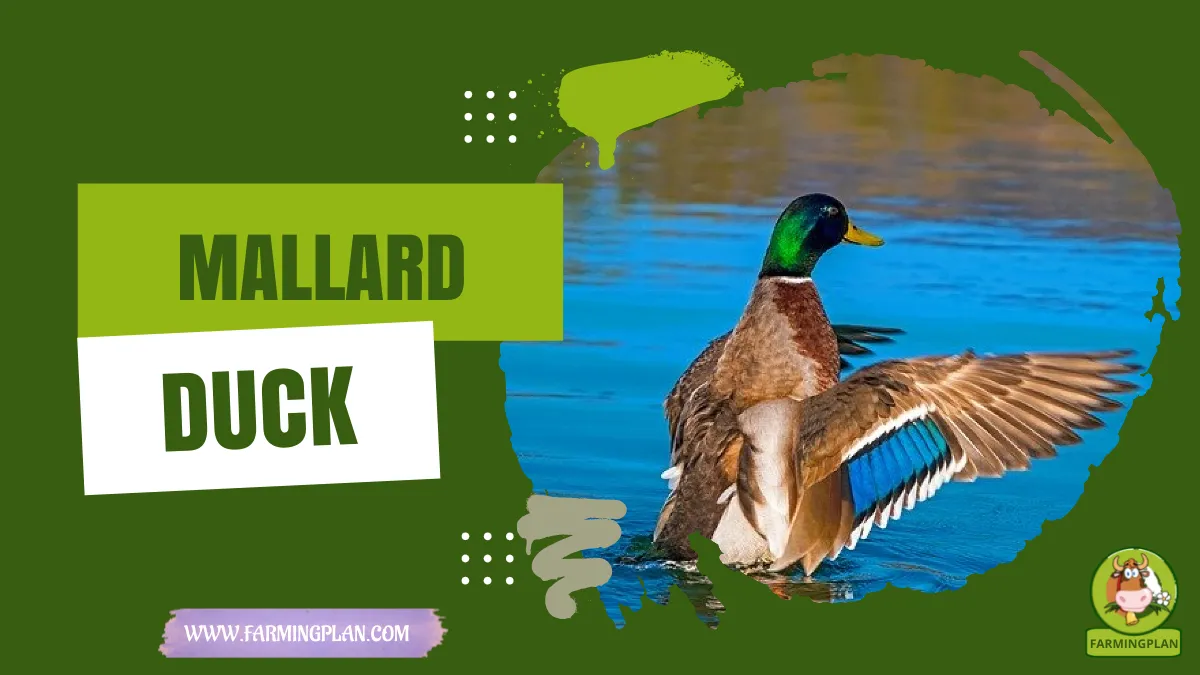 mallard duck