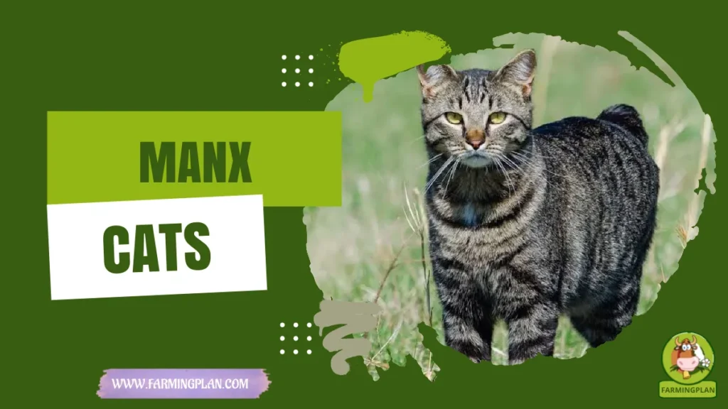 manx cats