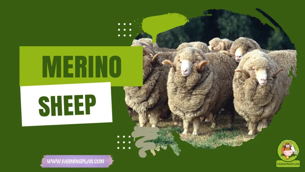 Merino Sheep