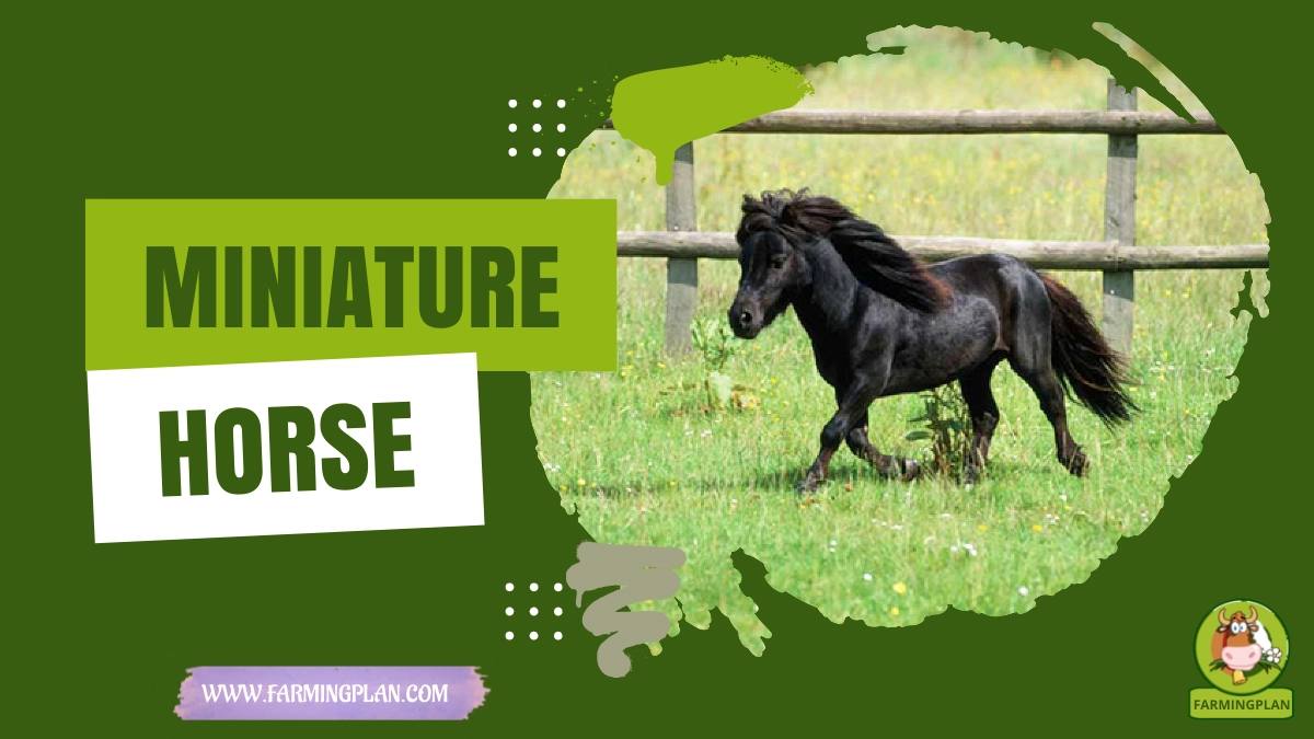 miniature horse