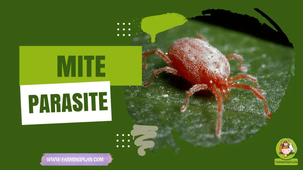 mite Parasite