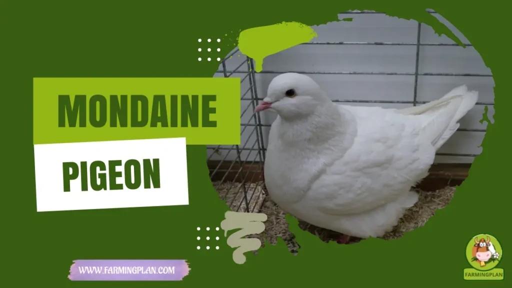 mondaine pigeon