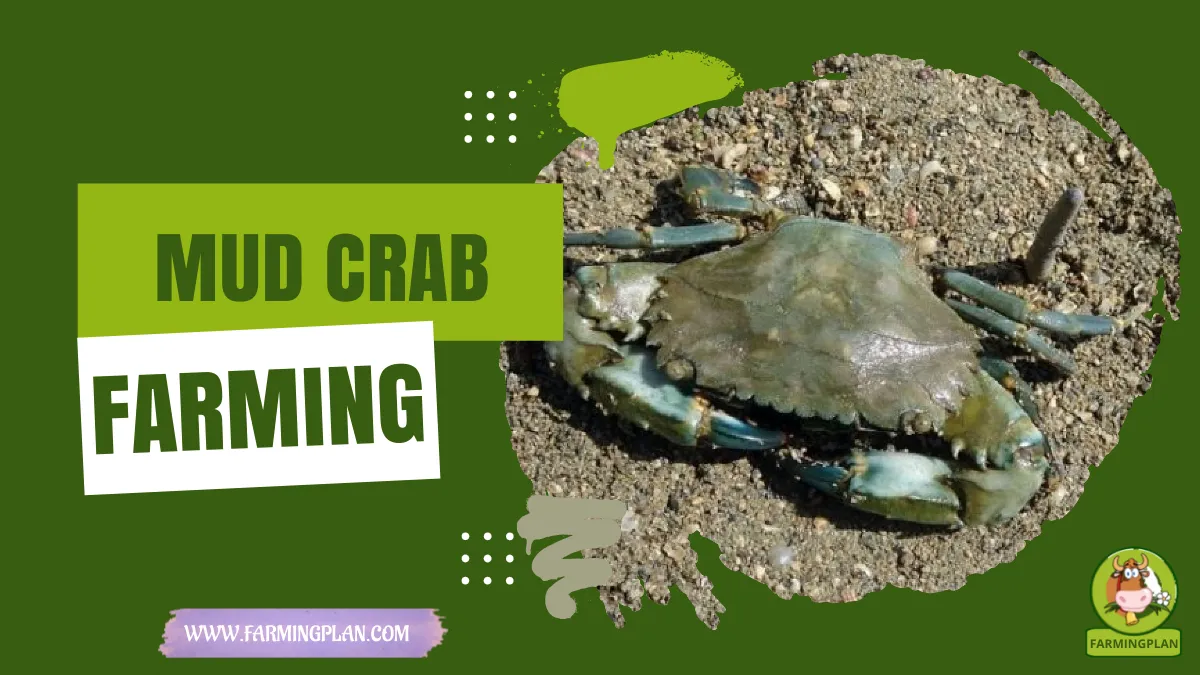 mud crab farming