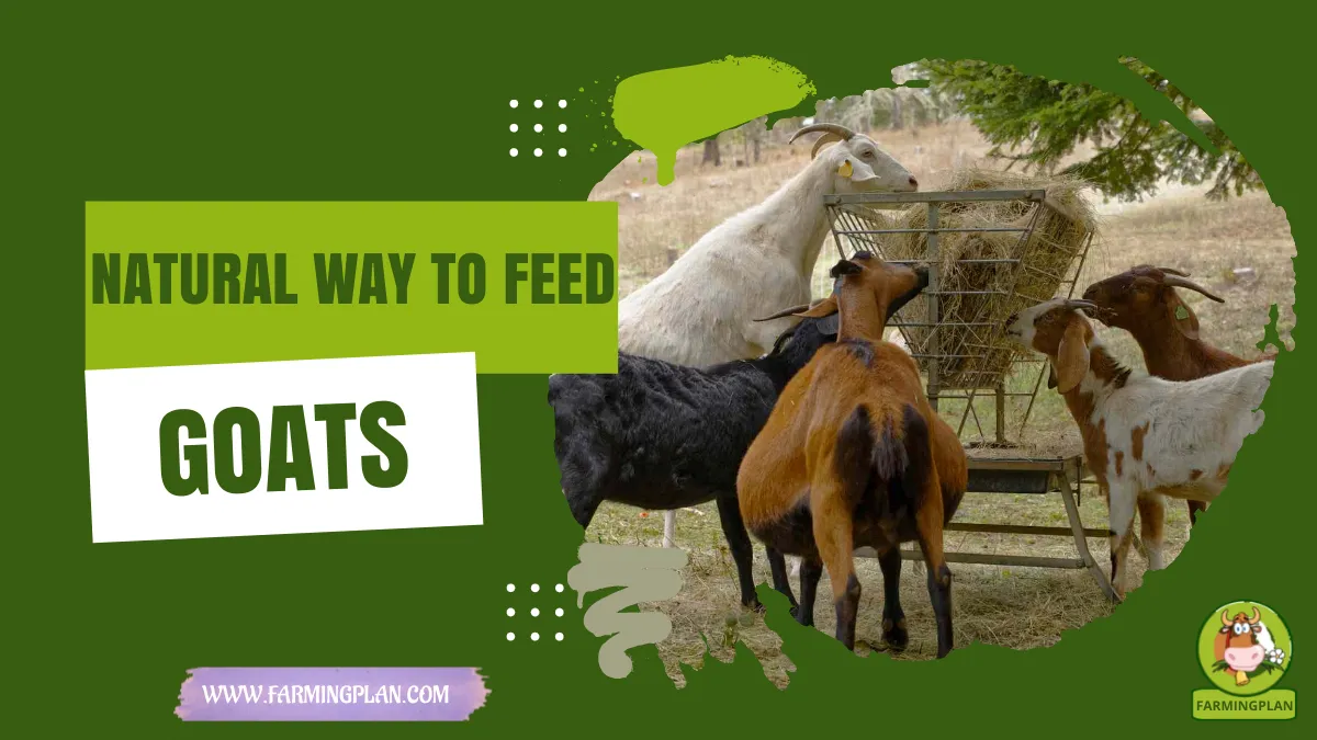 natural way to feed goats