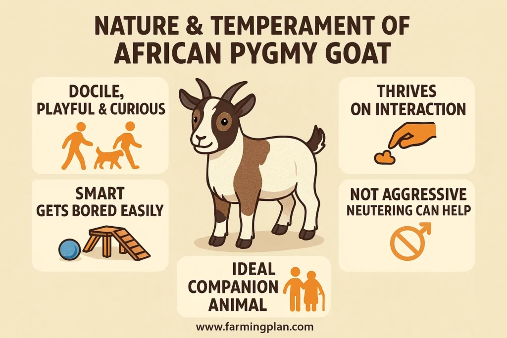 nature & temperament of african pygmy goat