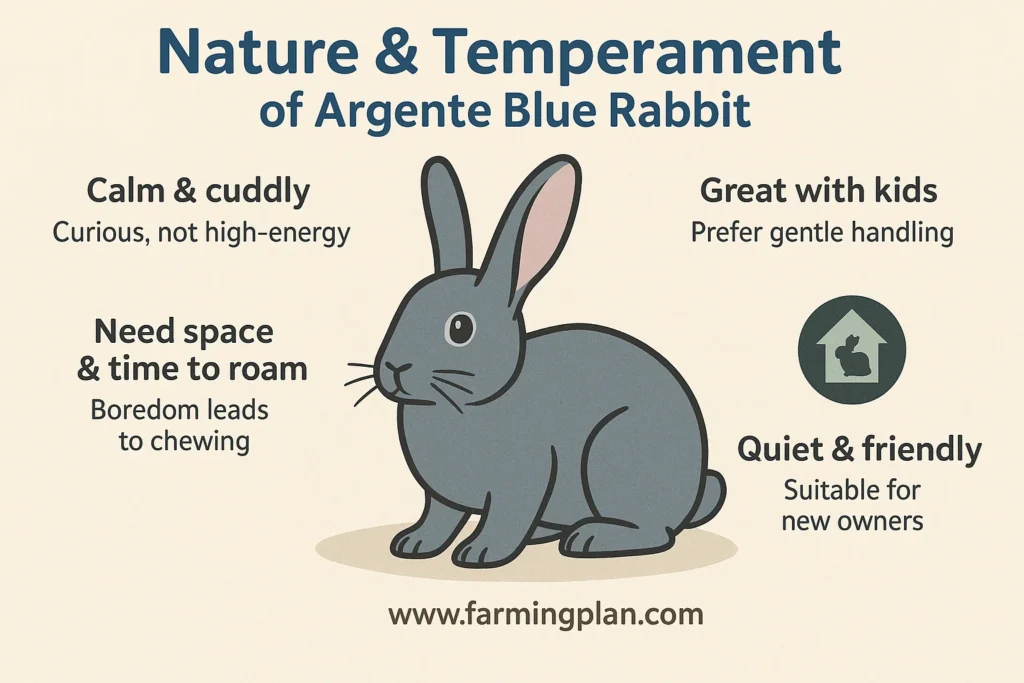 nature & temperament of argente blue rabbit