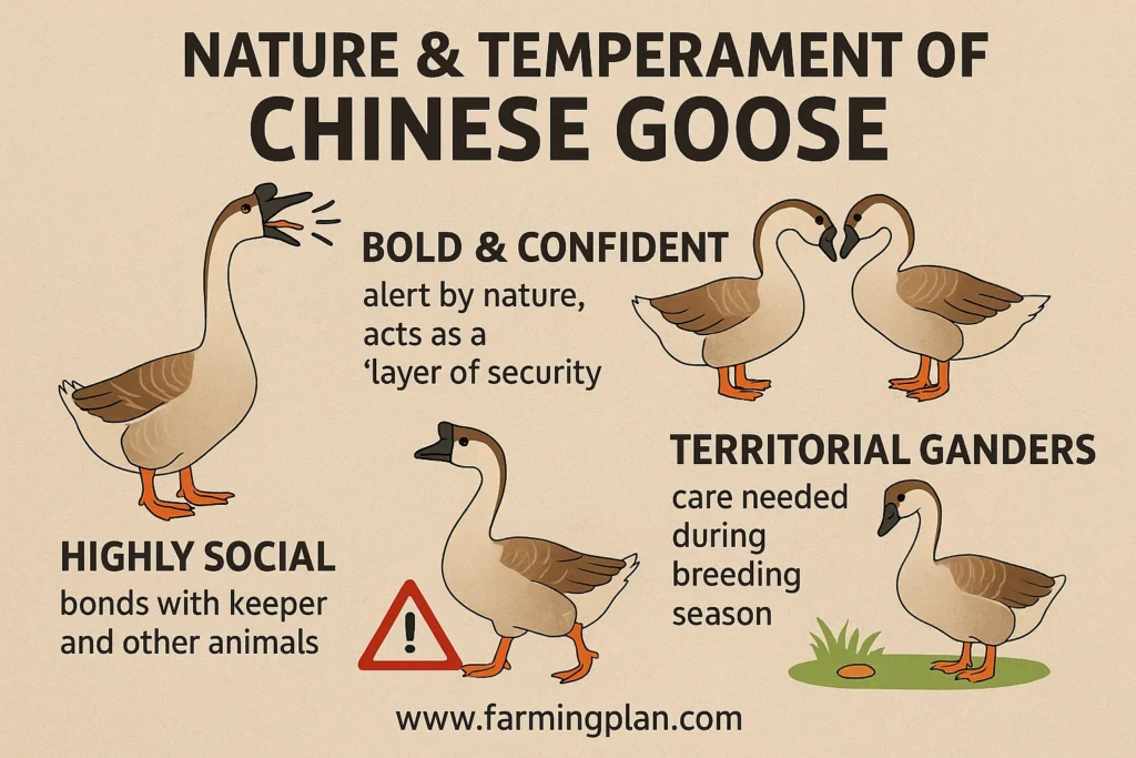 nature & temperament of chinese goose