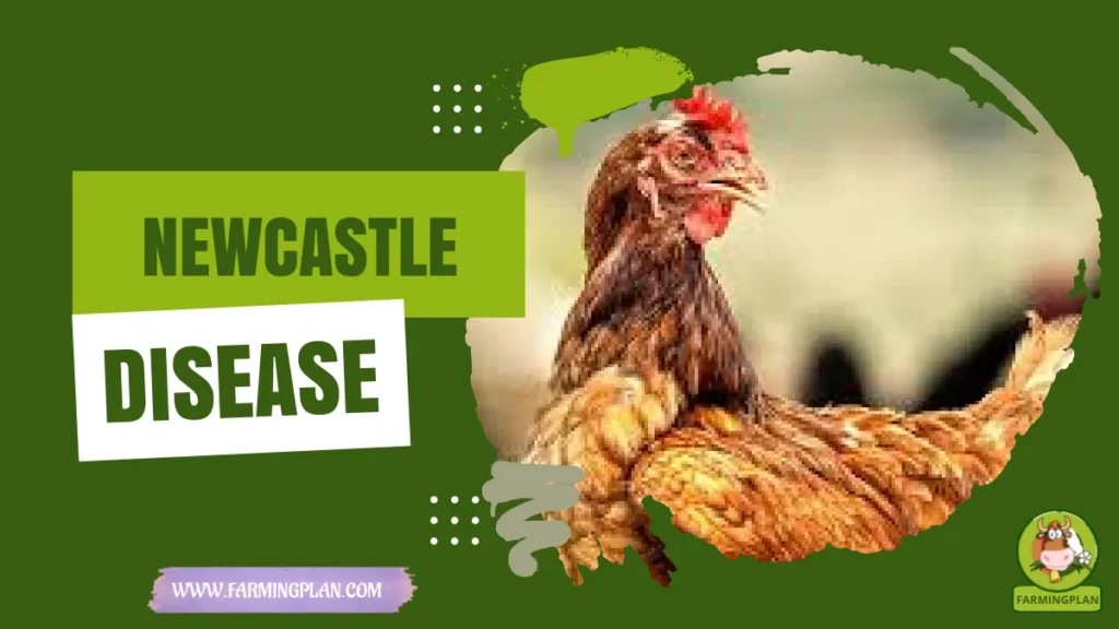 newcastle disease