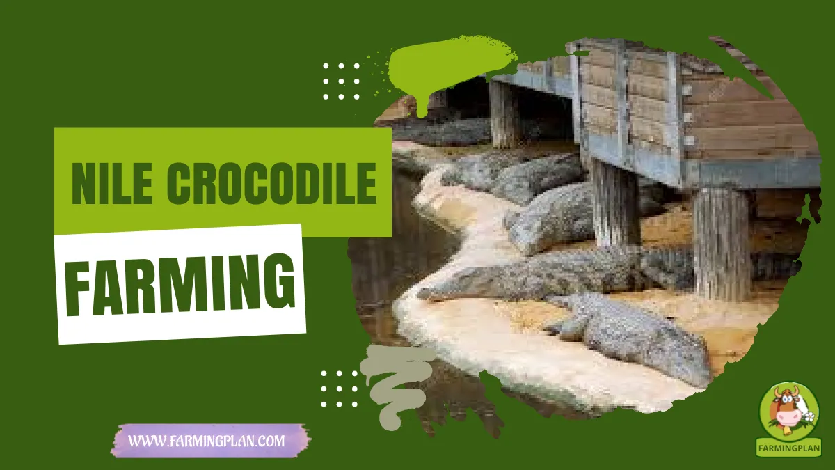 nile crocodile farming