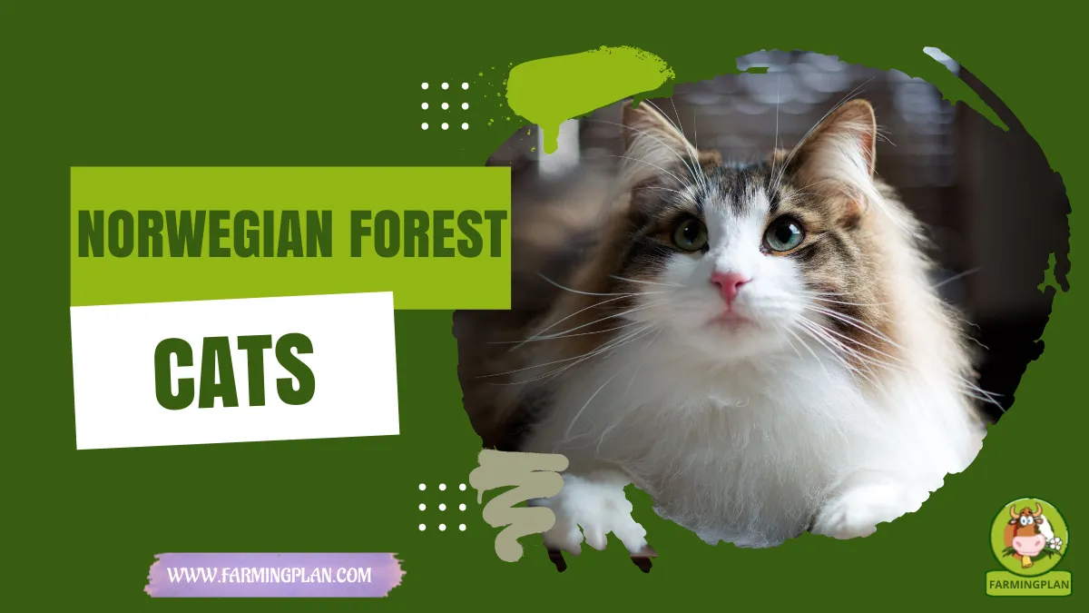 norwegian forest cats
