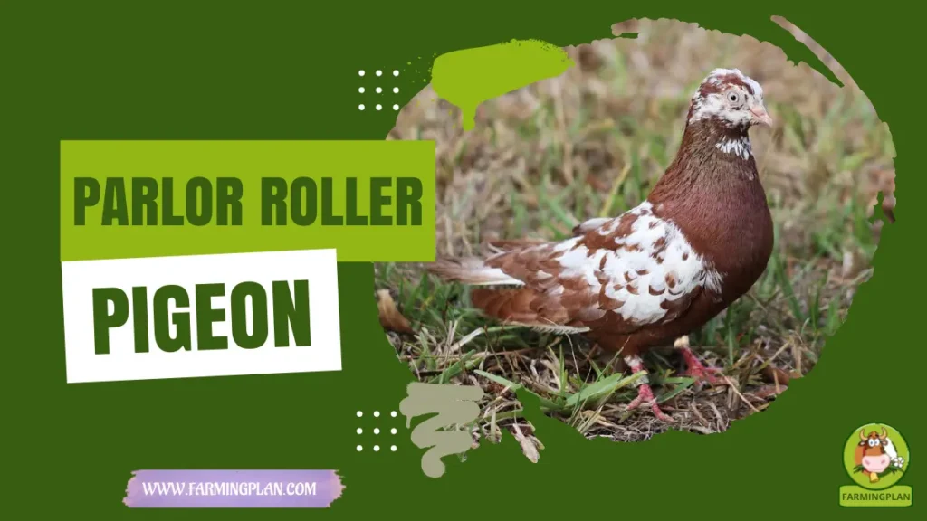 parlor roller pigeon