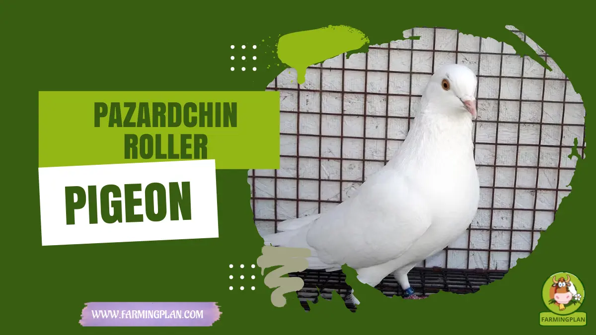 pazardchin roller pigeon