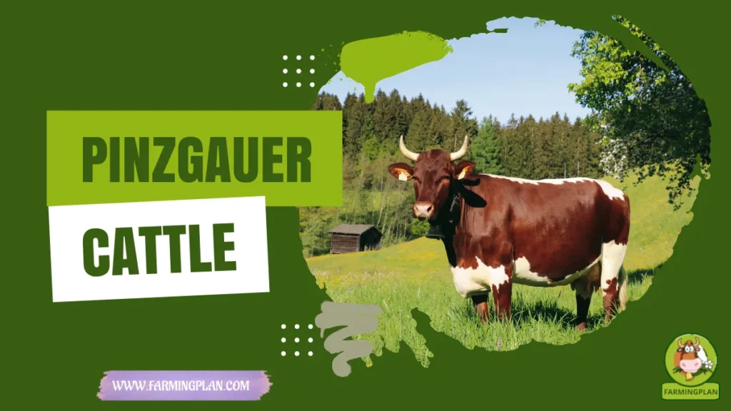 pinzgauer cattle