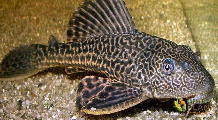 https://www.farmingplan.com/wp-content/uploads/plecostomus.jpg