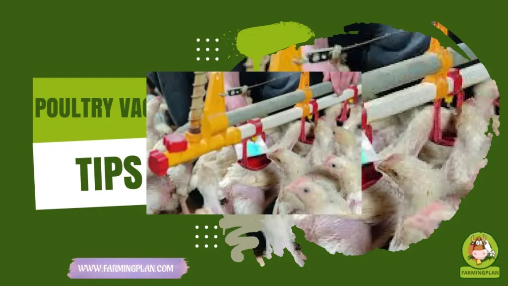 poultry vaccination tips