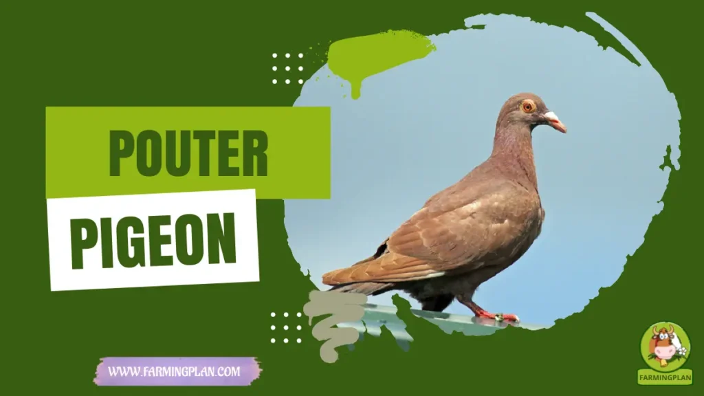 pouter pigeon