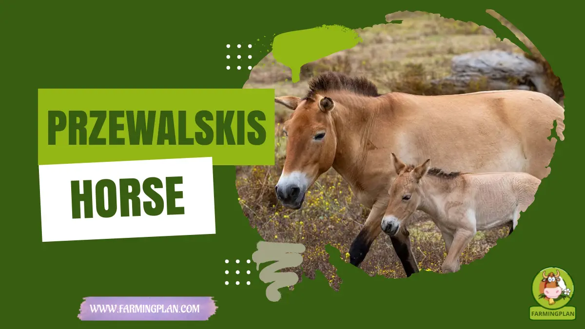 przewalski’s horse